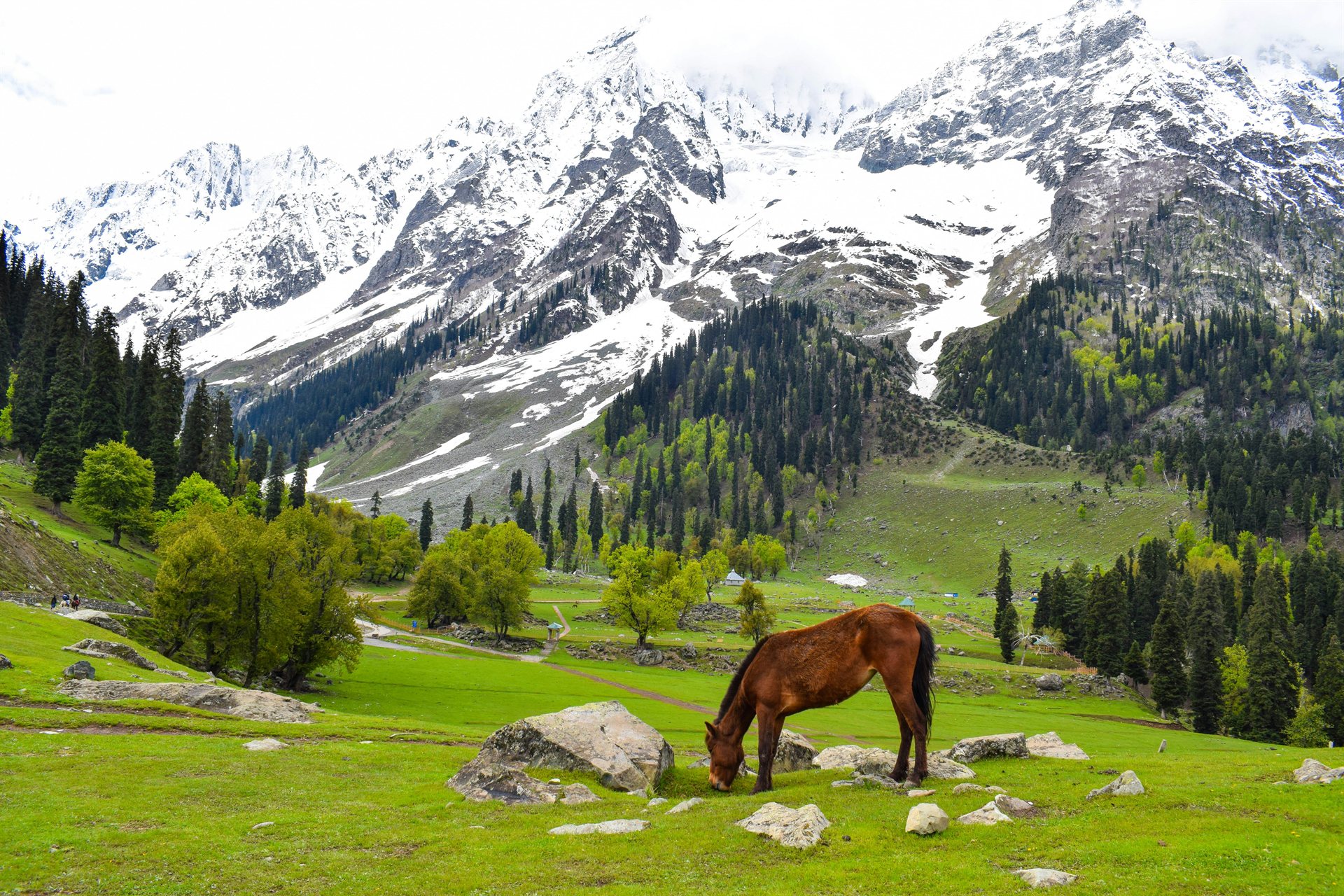 Lush green Sonamarg meadows with glacier mountains and grazing horse in Kashmir
